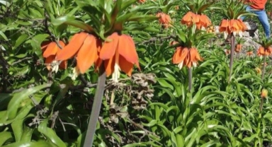 Kahramanmaraş’ta ters laleler doğaseverleri büyülüyor