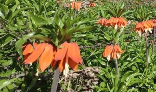 Kahramanmaraş’ta ters laleler doğaseverleri büyülüyor