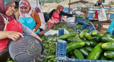 -KAHRAMANMARAŞ'TA SALATALIK HASADI BAŞLADI: 35 BİN TON REKOLTE BEKLENİYOR