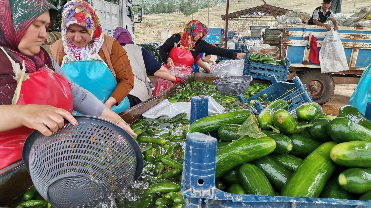 -KAHRAMANMARAŞ'TA SALATALIK HASADI BAŞLADI: 35 BİN TON REKOLTE BEKLENİYOR