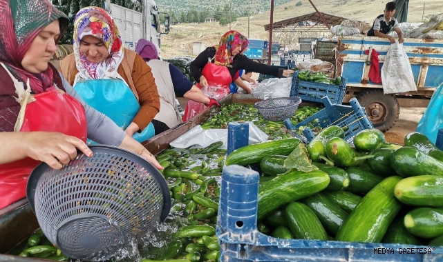-KAHRAMANMARAŞ'TA SALATALIK HASADI BAŞLADI: 35 BİN TON REKOLTE BEKLENİYOR