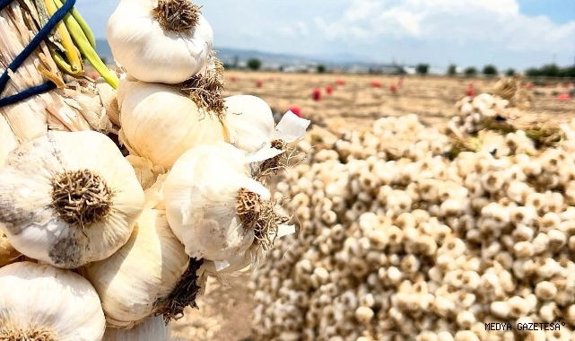 -Kahramanmaraş’ta sarımsak hasadı başladı