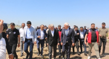PAZARCIK SARIMSAĞINDA HASAT BAŞLADI: COĞRAFİ İŞARET SÜRECİYLE MARKA DEĞERİ ARTACAK