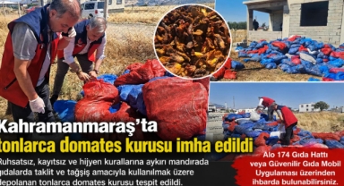 -Kahramanmaraş’ta ruhsatsız mandırada tonlarca domates kurusu imha edildi