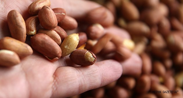 Adana ve Osmaniye'de geçen yıl 140 bin 796 ton yer fıstığı üretildi
