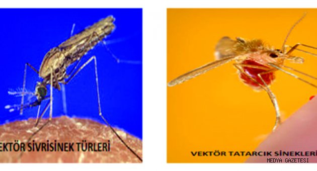 AKABANE HASTALIĞI VE VEKTÖREL HASTALIKLARLA MÜCADELE