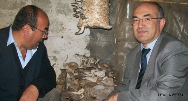 Andırın İlçemizde İstiridye Mantarı Denemeleri Başladı