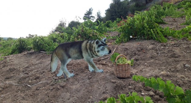Bu Bağda Kurt Var