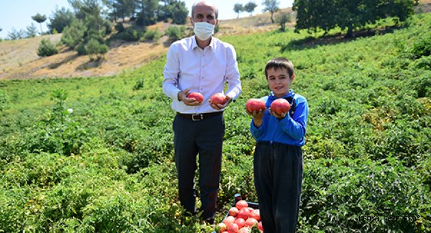 BULANIK DOMATESİNİN ÜNÜ KAHRAMANMARAŞ’I AŞTI