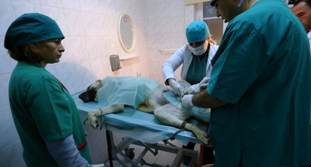BÜYÜKŞEHİR SOKAK KÖPEKLERİNİ UNUTMADI