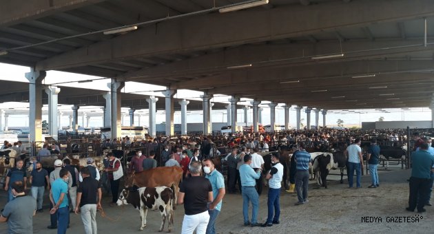 Canlı Hayvan Borsası Kurban Bayramı’na hazır