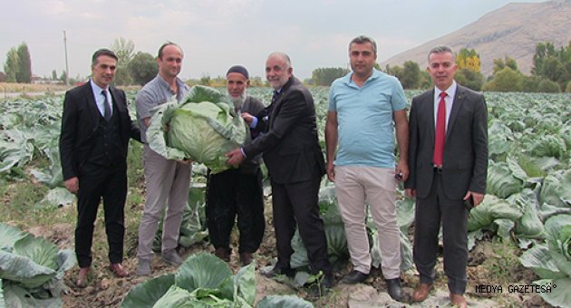 Elbistan lahanası için coğrafi işaret çalışması başlatıldı