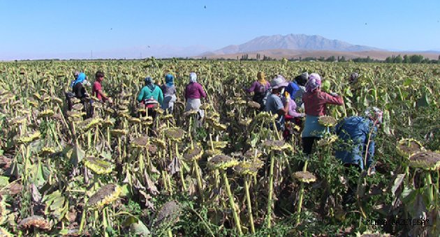 Elbistan Ovası'nda ayçiçeği hasadı başladı