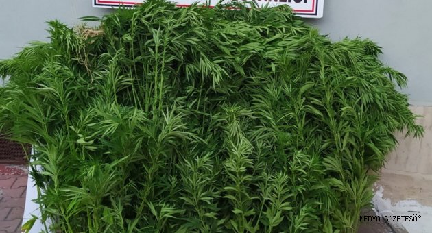 Elbistan'da 113 kök hint keneviri ele geçirildi