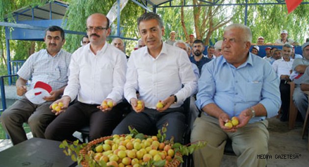 Elbistan'da kayısı var !