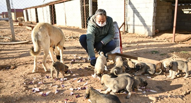 Elbistan'da sokak hayvanları için yem bırakıldı