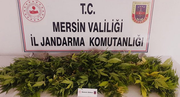 Evinin çatısında uyuşturucu yetiştiren zanlı jandarmaya yakalandı