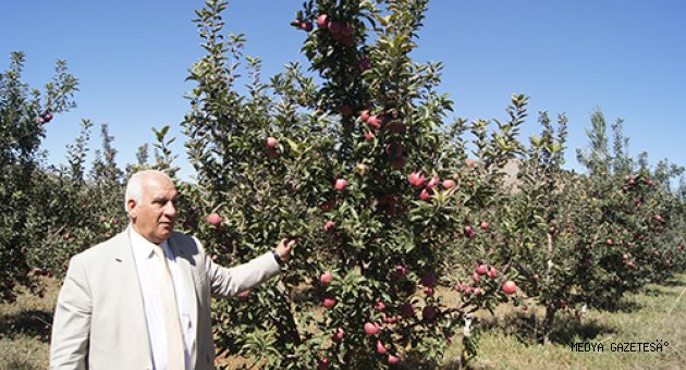 Göksun'da Elma Hasatı Başladı