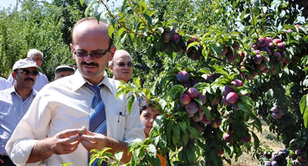 KAHRAMANMARAŞ JAPON GRUBU ERİK YETİŞTİRİCİLİĞİNDE BENDE VARIM DİYOR…