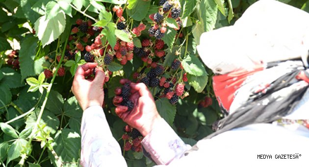 KAHRAMANMARAŞ’TA BÖĞÜRTLEN HASATI DEVAM EDİYOR