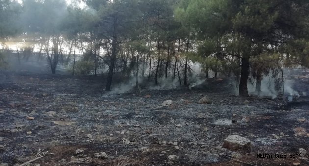 Kahramanmaraş'ta anız yakılması sonucu alevler ormana sıçradı