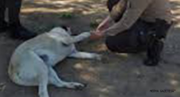 Kahramanmaraş'ta bekçilerden yaralı köpeğe şefkat eli