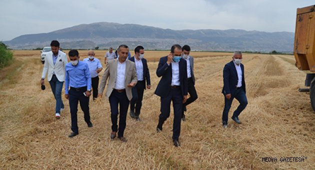 Kahramanmaraş'ta buğday hasadı başladı