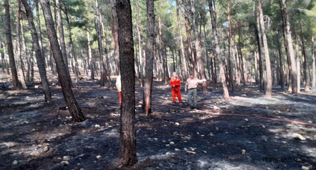 Kahramanmaraş'ta çıkan orman yangınında 2 hektar alan zarar gördü