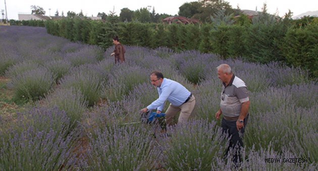 Kahramanmaraş'ta lavanta hasadı yapıldı