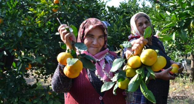 Kahramanmaraş'ta mandalina hasadı başladı
