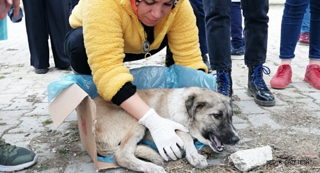 Kahramanmaraş'ta öğrencilerin bulduğu yaralı köpek tedavi altına alındı