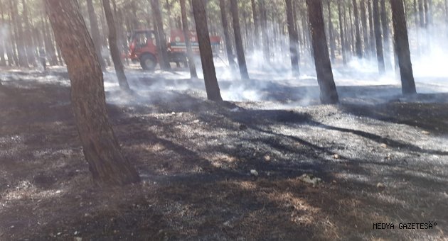 Kahramanmaraş'ta orman yangını