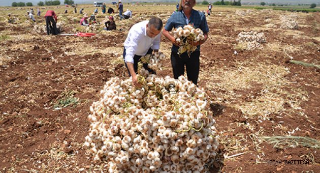 Kahramanmaraş'ta sarımsak hasadı başladı