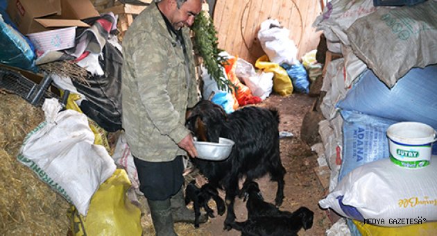 Kahramanmaraş'ta üçüz doğan oğlakları evlerinde biberonla besliyorlar
