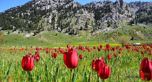 Kahramanmaraş'ta yaban lalelerinin görsel şöleni