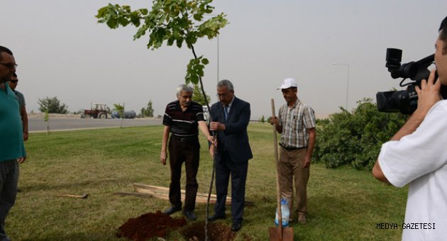 KSÜ Tarafından “Beyaz Kartal” Adına Ihlamur Bahçesi Oluşturuldu: Ihlamurlar Çiçek Açacak