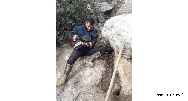 Mersin'de kayalıklara sıkışan köpek yavrularını itfaiye kurtardı