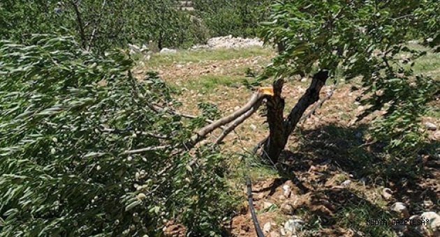 Mersin'de kuvvetli rüzgar ağaçlara zarar verdi