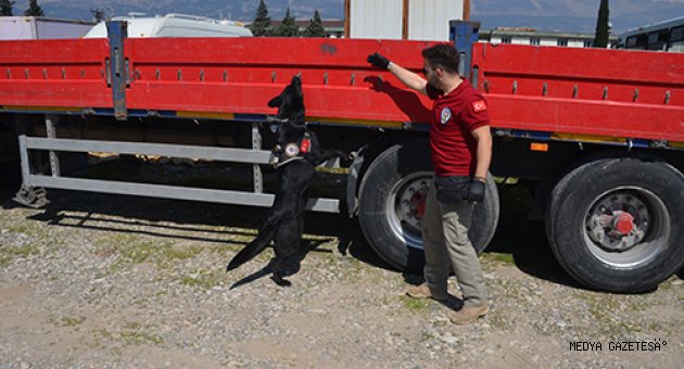 Narkotik dedektör köpeği