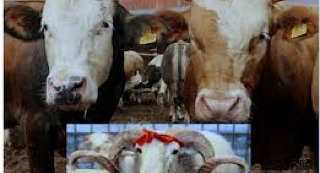 ONİKİŞUBAT İLÇESİ KURBANLIK SATIŞ VE KESİM YERLERİ