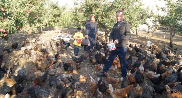 Organik Tavuk ve Yumurta !