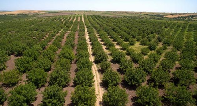 ORMAN VE SU İŞLERİ BAKANLIĞI ÜLKEMİZİ YEŞİLE BEZEMEYE DEVAM EDİYOR…