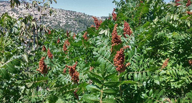 ORMAN VE SU İŞLERİ BAKANLIĞINDAN ORMAN MAHALLELERİNDE YAŞAYAN VATANDAŞLARA DEV DESTEK…