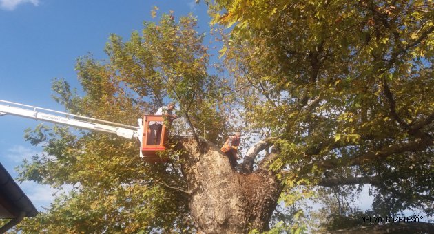 Payas'ta çınar ağacına bakım
