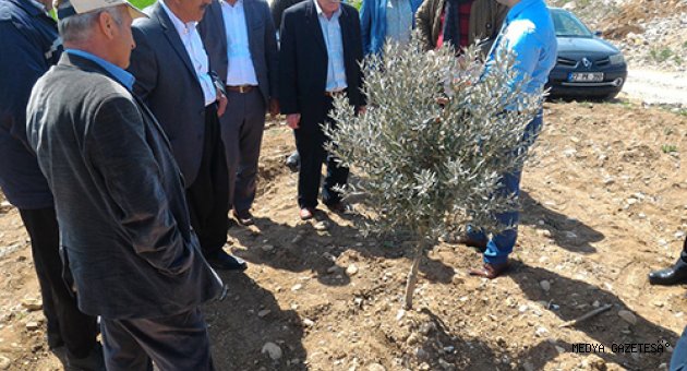 PAZARCIK ÇİFTÇİLERİNE ZEYTİNDE BUDAMA EĞİTİMİ VERİLDİ