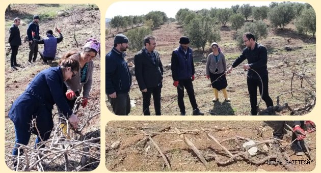 PAZARCIK İLÇESİ KURUTMALIK KURU ÜZÜMDE İDDİALI