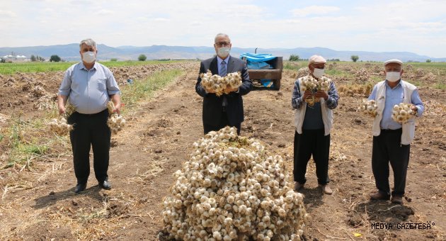 Pazarcık, Sarımsakta da Türkiye’nin üretim üssü olacak
