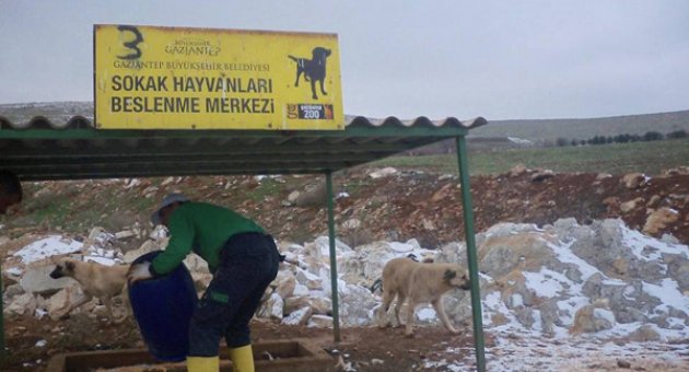 SOKAK HAYVANLARINA YİYECEK DESTEĞİ