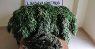 178 KÖK KENEVİR BİTKİSİ İLE 1.065 GRAM KUBAR ESRAR MADDESİ ELE GEÇİRİLMİŞTİR