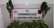 (33) KÖK KENEVİR BİTKİSİ ELE GEÇİRİLMİŞTİR.